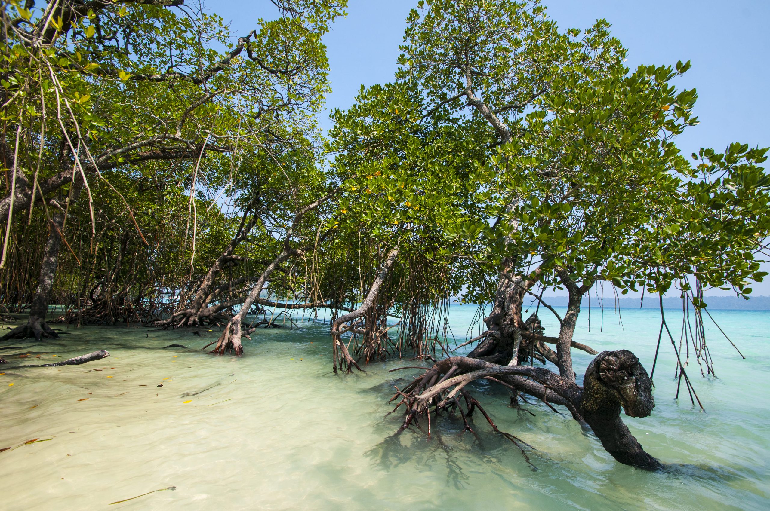 Andaman a secluded honeymoon place