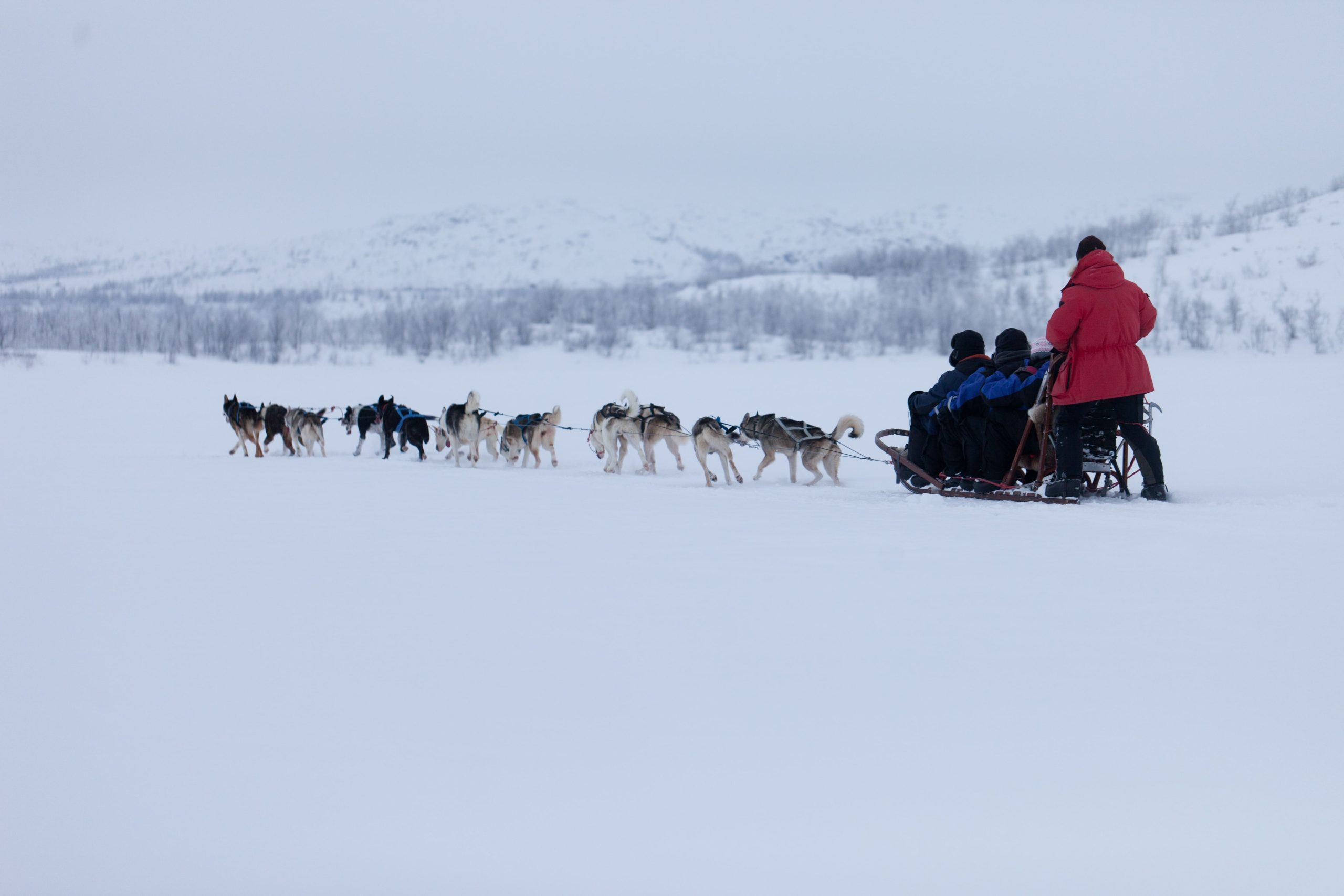 Dog-Sledding-in-Tromso-scaled.jpg