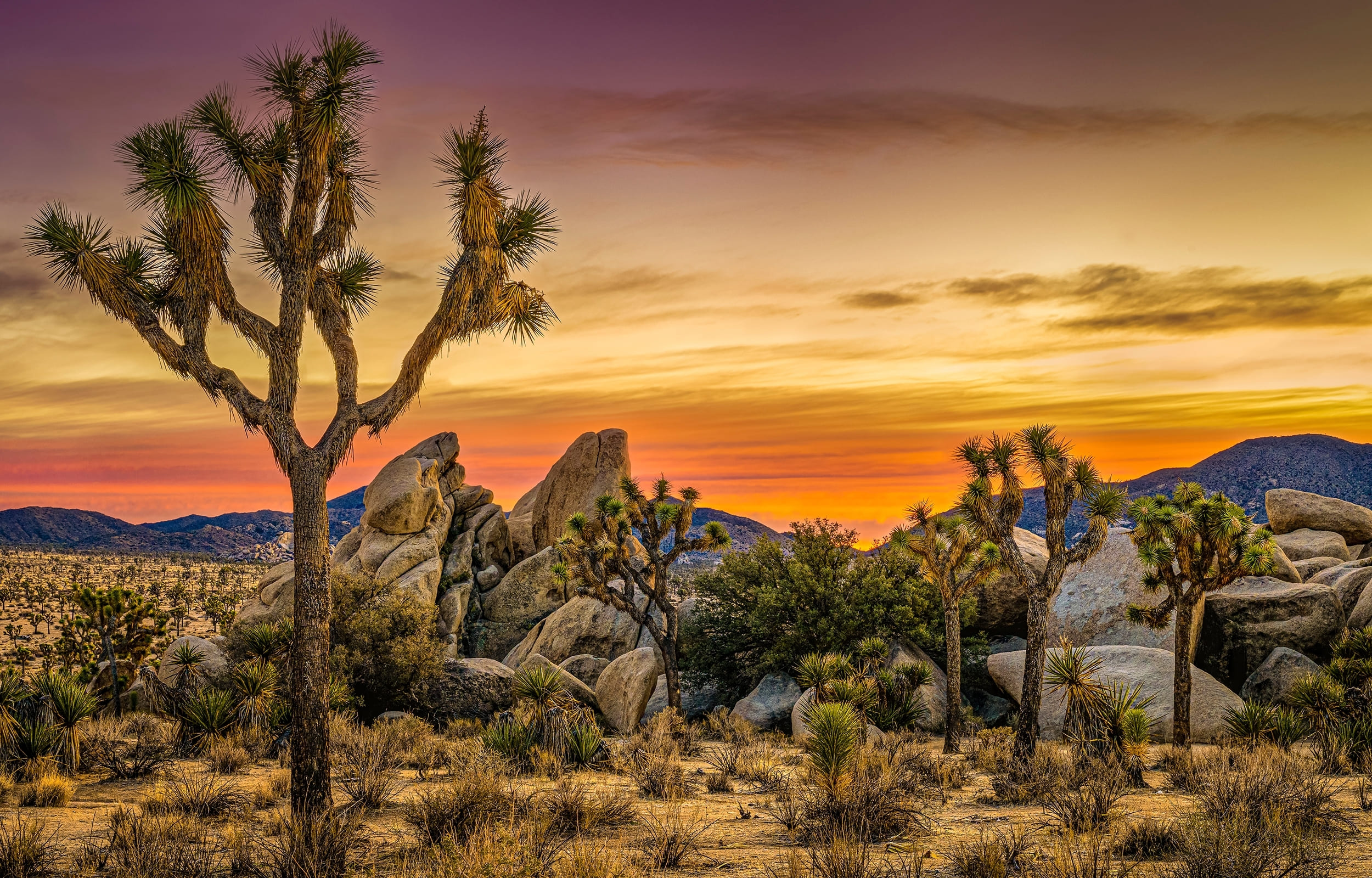 Embark-on-a-GOFOR Thrilling-Scavenger-Hunt-in-Joshua-Tree.jpg