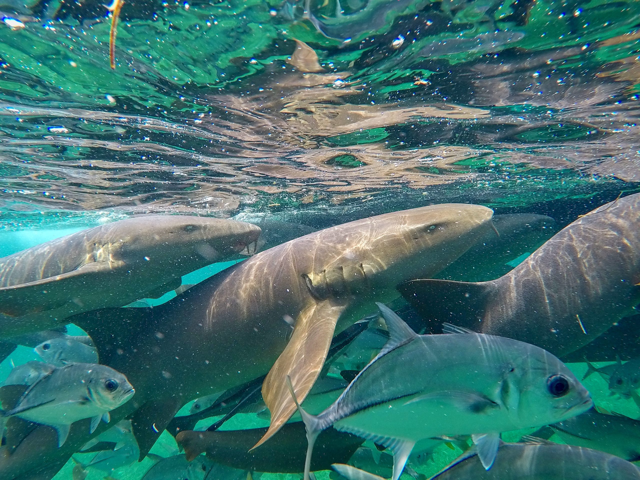 among the best places to Snorkel in caribbean-at-Shark-Ray-Alley-for-Best-For-Best-Marine-Life-Encounters-scaled.jpg