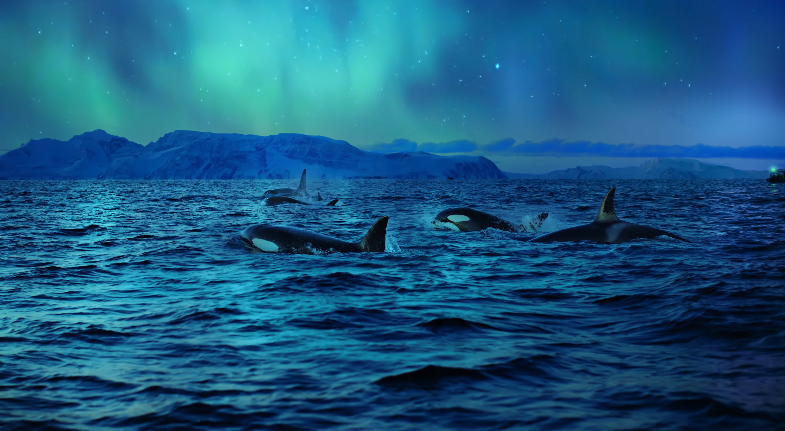 Whale-Watching with-Northern-Lights-in-Tromso-scaled.jpg